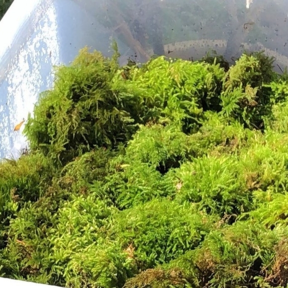 Live Moss for Fairy Gardens etc - Picture 7 of 7